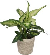 Kamerplant Dieffenbachia - ± 30cm hoog – 12 cm diameter - in bijpassende mand