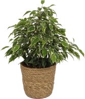 Kamerplant Ficus Kinky - ± 25cm hoog – 12 cm diameter - in trendy mand