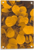 Tuinposter – Gele Blaadjes - 40x60cm Foto op Tuinposter  (wanddecoratie voor buiten en binnen)