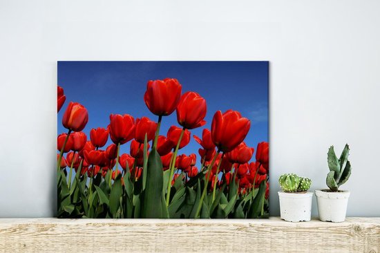 Schilderijen - De zon schijnt over de rode tulpen - 40x30 cm - Wanddecoratie | bol.com