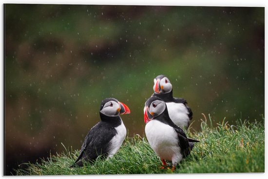 Dibond - Drie Schattige Papegaaiduikertjes op het Gras - 60x40cm Foto op Aluminium (Met Ophangsysteem)