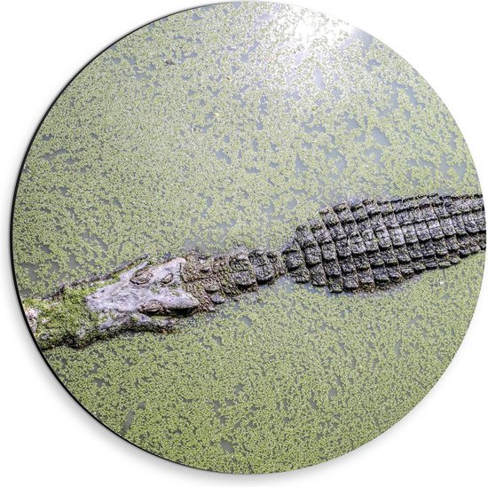 Dibond Wandcirkel - Krokodil in het Water - 30x30cm Foto op Aluminium Wandcirkel (met ophangsysteem)