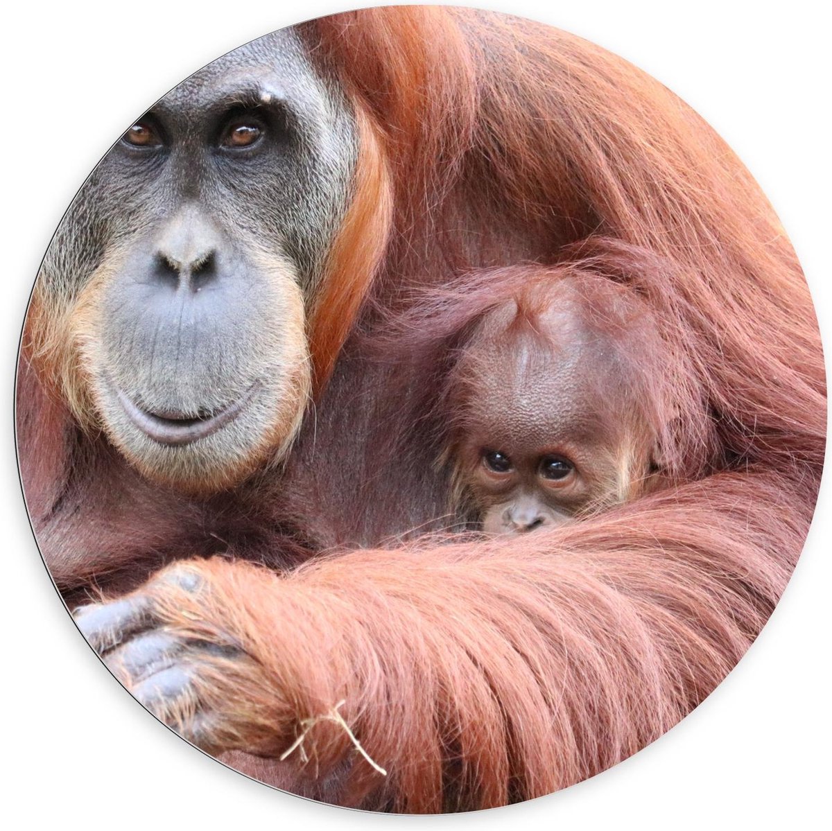 Dibond Wandcirkel - Orang-Oetang met Baby Aapje - 100x100cm Foto op Aluminium Wandcirkel (met ophangsysteem)