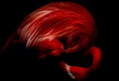 Luxe Wanddecoratie - Fotokunst 'Red Secret' - Hoogste kwaliteit Plexiglas - Blind Aluminium Ophangsysteem - 60 x 90 - Akoestisch en UV Werend - inclusief verzending  - ;