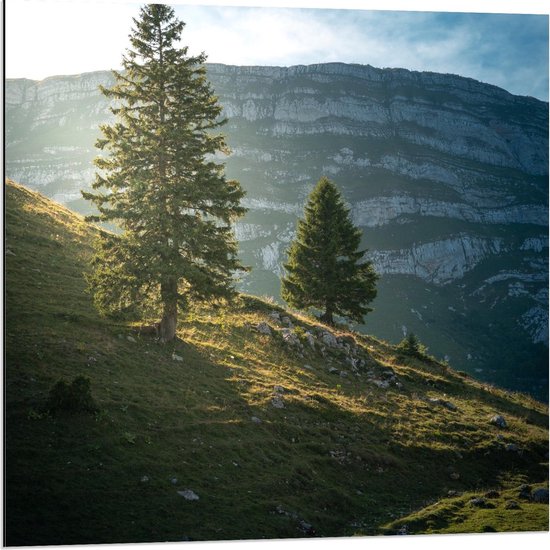 Dibond - Bergen met Bomen en Zonlicht - 80x80cm Foto op Aluminium (Met Ophangsysteem)