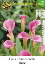 2 knollen CALLA_ZANTEDESCHIA REHMANNII roze