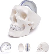 Het menselijk lichaam - anatomie model schedel met dura mater