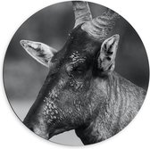 Dibond Wandcirkel - Bok met Horens (zwart/wit) - 60x60cm Foto op Aluminium Wandcirkel (met ophangsysteem)
