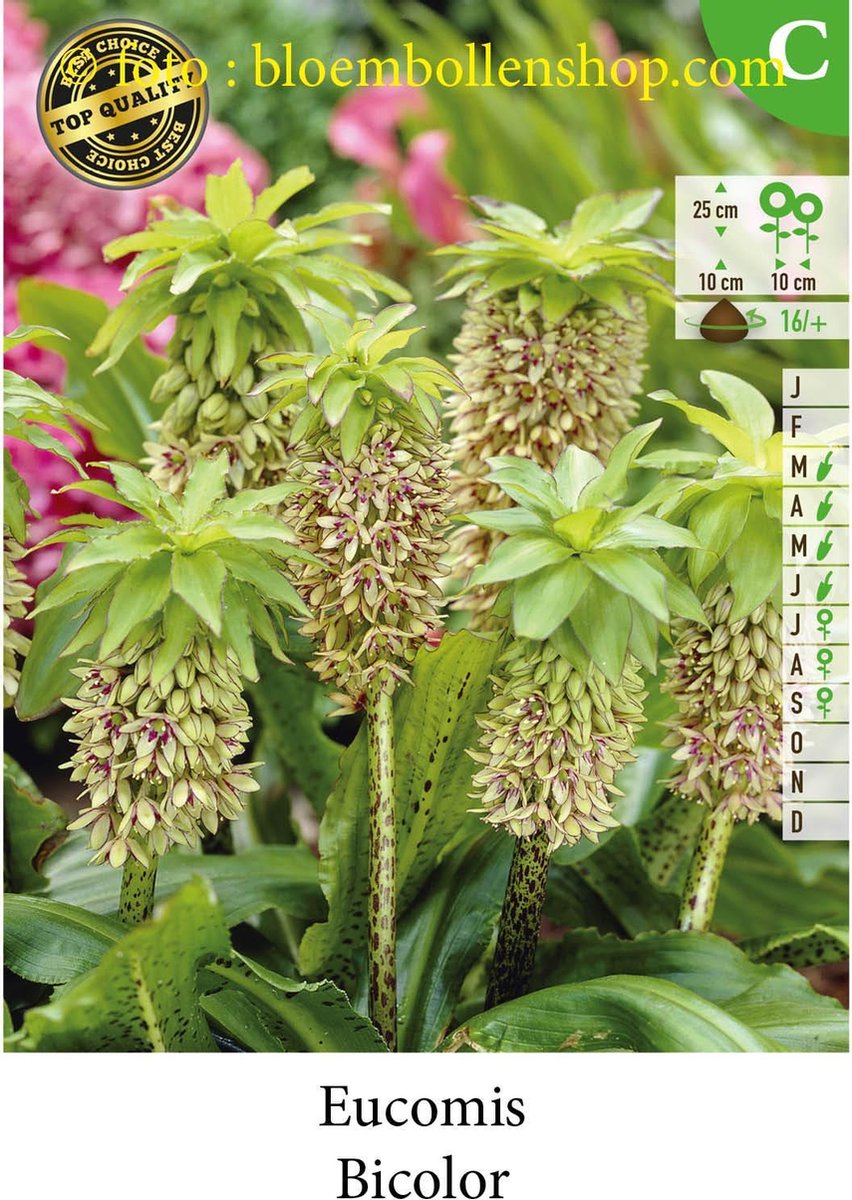 3 knollen EUCOMIS BICOLOR