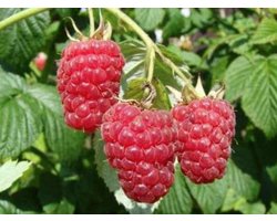 Rubus Idaeus 'Autumn Bliss' - Framboos Doordragend- Struik in pot