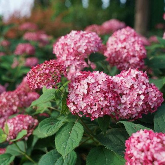 4 x Hydrangea arborescens Ruby Annabelle - Hortensia bulbe en pot de C3  litre (prix... | bol