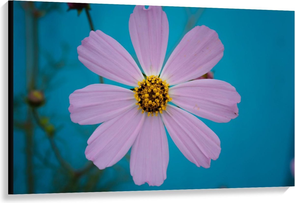 KuijsFotoprint Canvas - Roze fleurige Bloem - 120x80cm Foto op Canvas Schilderij (Wanddecoratie op Canvas) Blauw