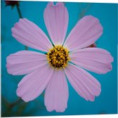 Acrylglas - Roze fleurige Bloem - 80x80cm Foto op Acrylglas (Wanddecoratie op Acrylglas)