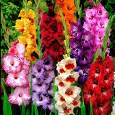 25x Gladiolus - Gladiolen grootbloemig - Bloembollen voor tuin en balkon - 25 bloembollen - Omtrek 14cm