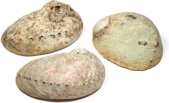 Abalone smudge schelp, Haliotis diversicolor, parelmoer, maat M - Phoenix