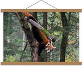 Schoolplaat – Rode Panda op Boomstam - 60x40cm Foto op Textielposter (Wanddecoratie op Schoolplaat)