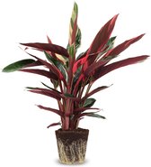 We Love Plants - Calathea Triostar - 80 cm hoog - Luchtzuiverende plant