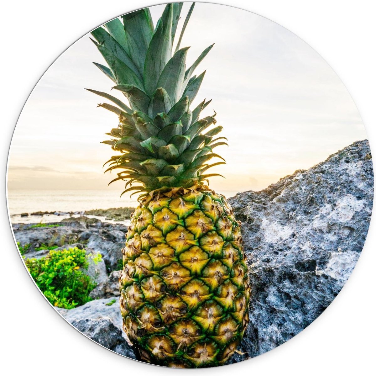 Forex Wandcirkel - Gele Ananas op Rotsen - 70x70cm Foto op Wandcirkel (met ophangsysteem)