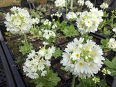 6 x Primula denticulata 'Alba' - Sleutelbloem - P9 Pot (9 x 9cm) - Dima Vaste Planten