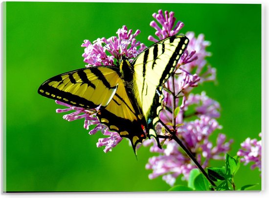 Acrylglas - Gele Vlinder op Paarse Bloemen - 40x30cm Foto op Acrylglas (Met Ophangsysteem)