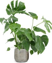 We Love Plants - Monstera Deliciosa + Pot Inge - 60 cm hoog - Gatenplant