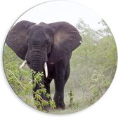 Dibond Wandcirkel - Olifant tussen Struiken - 80x80cm Foto op Aluminium Wandcirkel (met ophangsysteem)