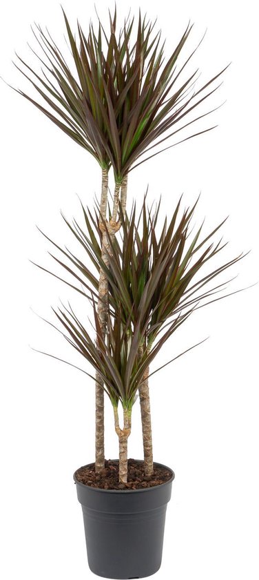 Kamerplant Dracaena Magenta - ± 120cm hoog – 19cm diameter