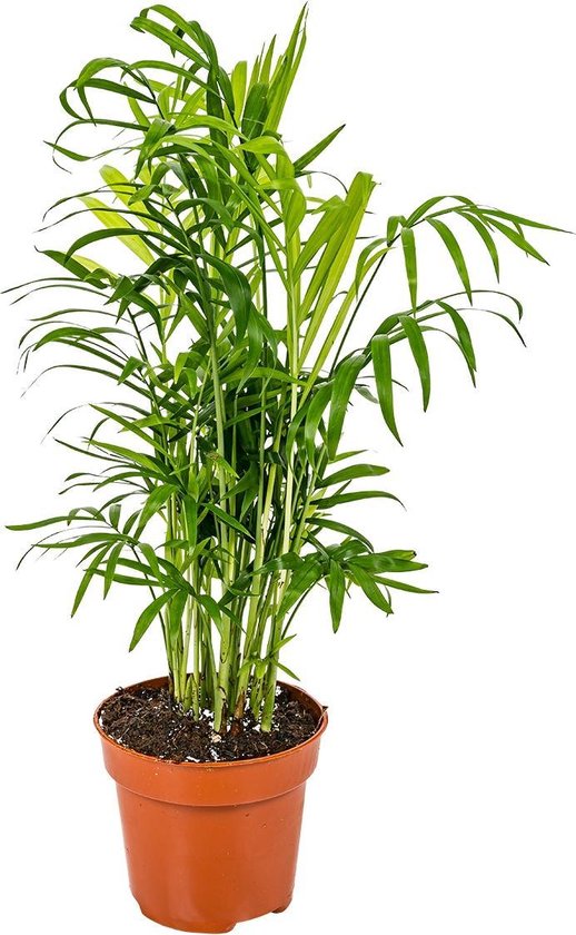 Chamaedorea Elegans – Mexicaanse Dwergpalm – Palm – Onderhoudsvriendelijk - ⌀12 cm - 35-45 cm