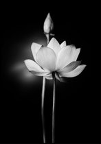 Poster Witte Lotus op zwarte achtergrond