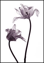 Poster Tulpen