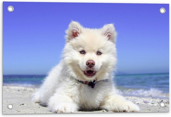Tuinposter – Witte Hond aan Strand - 60x40cm Foto op Tuinposter  (wanddecoratie voor buiten en binnen)