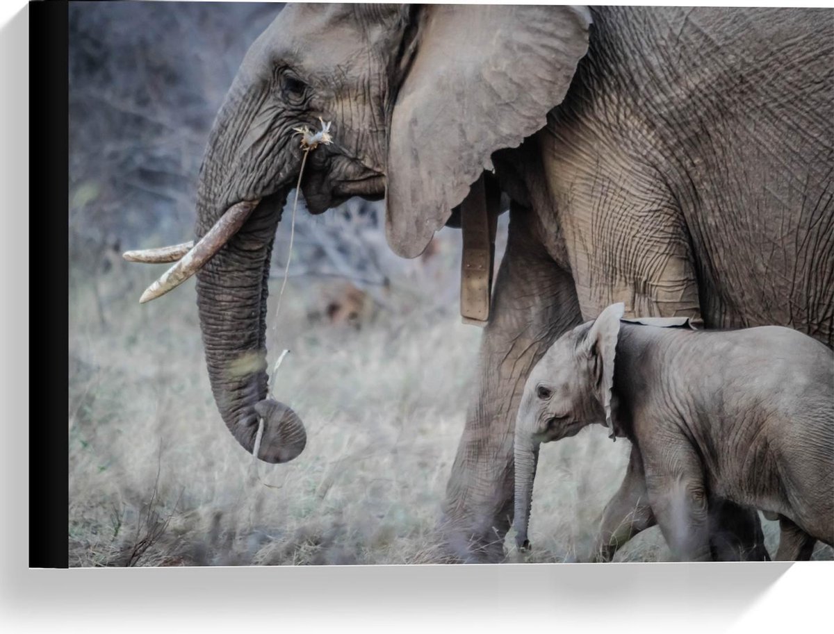 Canvas - Moeder met Baby Olifant - 40x30cm Foto op Canvas Schilderij (Wanddecoratie op Canvas)