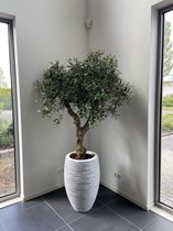 Kunst Olijfboom UV voor buiten 160-170 cm