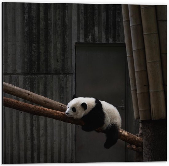 Dibond - Panda op Bamboeboom  - 50x50cm Foto op Aluminium (Wanddecoratie van metaal)