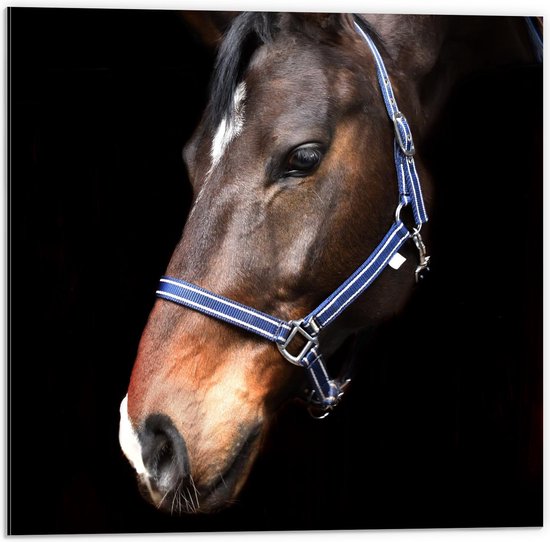 Dibond - Bruin Paard op Zwarte Achtergrond - 50x50cm Foto op Aluminium (Wanddecoratie van metaal)