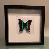 Opgezette Vlinder in Lijst - Papilio Blumei