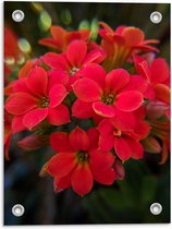 Tuinposter – Rode Bloementjes - 30x40cm Foto op Tuinposter  (wanddecoratie voor buiten en binnen)