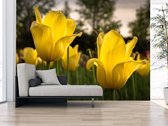 Professioneel Fotobehang Gele tulpen - geel zwart - Sticky Decoration - fotobehang - decoratie - woonaccessoires - inclusief gratis hobbymesje -415 cm breed x 280 cm hoog - in 7 verschillende