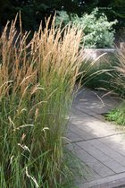 12 x Calamagrostis acutiflora 'Karl Foerster', struisriet, siergras, 8 cm plug