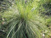 6x Stipa gigantea Lev. P9 - Reuzenvedergras, Straalhaver, Vedergras