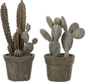 J-Line Cactus In Pot Poly Grijs Assortiment Van 2