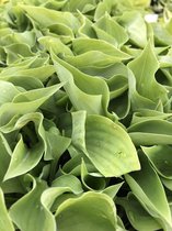 6 x Hosta 'Drip Drop' (Dwerg) - Hartlelie - P9 Pot (9 x 9cm) - Dima Vaste Planten