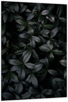 Dibond - Donkergroene Bladeren - 100x150cm Foto op Aluminium (Wanddecoratie van metaal)