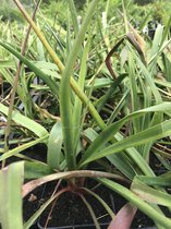 6 x Yucca filamentosa - Palmlelie - P9 Pot (9 x 9cm) - Dima Vaste Planten