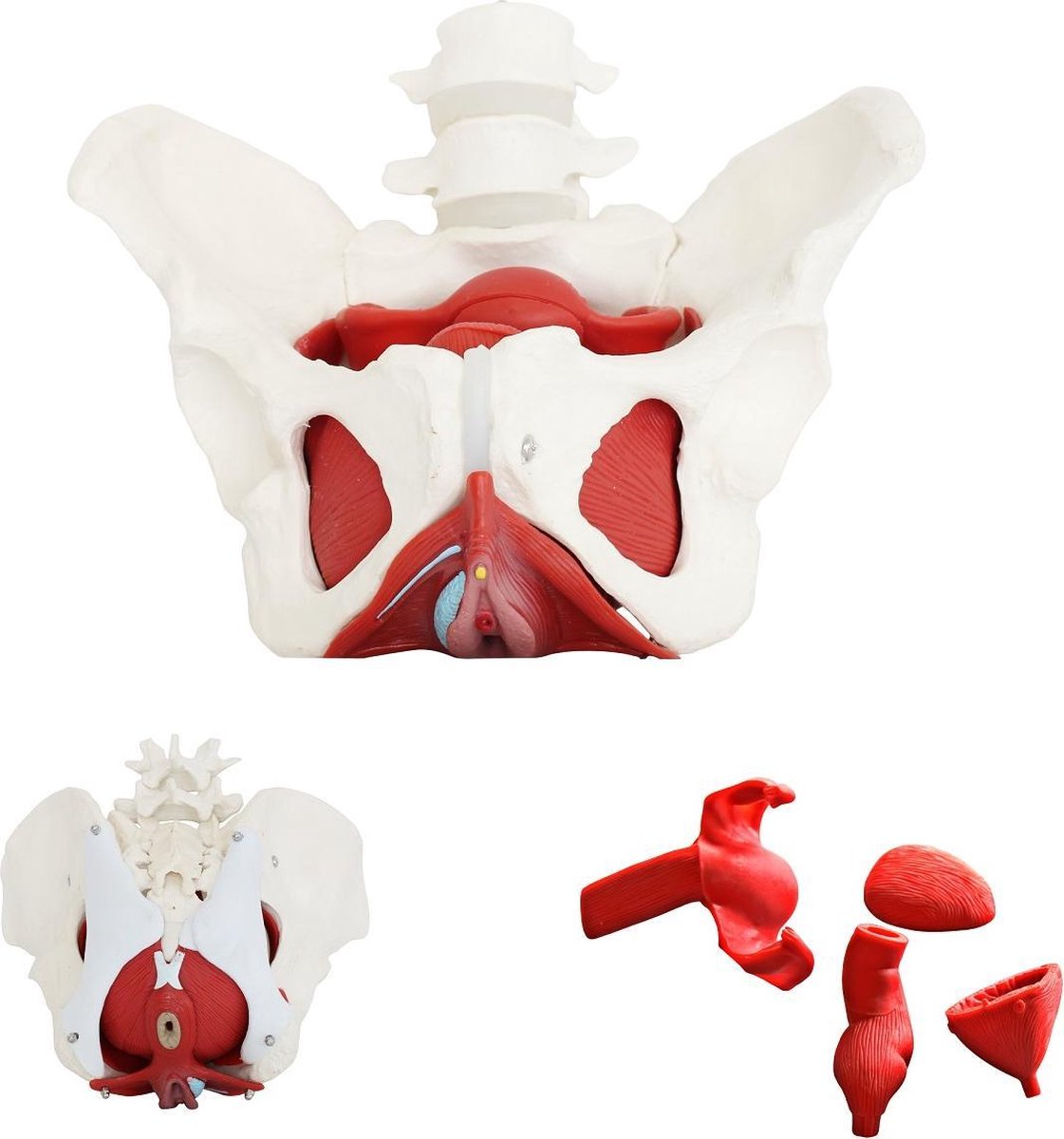 Het menselijk lichaam - anatomie model bekken, bekkenbodemspieren en organen, vrouw