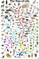 Tree of Life poster levensboom evolutie Darwin organisme biologie 61 x 91.5 cm.