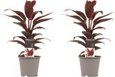 Duo 2x Cordyline Mambo
