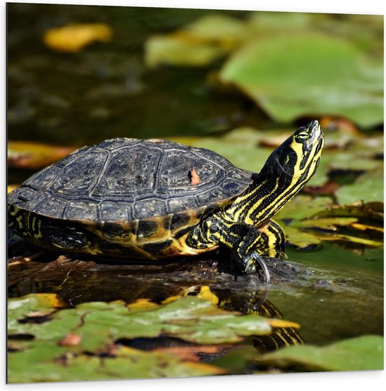 Dibond - Schildpad in het Water - 100x100cm Foto op Aluminium (Wanddecoratie van metaal)