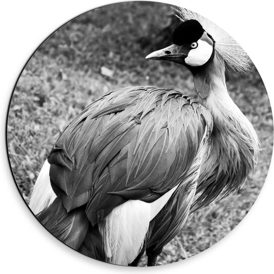 Dibond Wandcirkel - Kraanvogel in het Zwart/Wit - 30x30cm Foto op Aluminium Wandcirkel (met ophangsysteem)