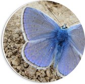 Forex Wandcirkel - Blauwe Vlinder  - 20x20cm Foto op Wandcirkel (met ophangsysteem)